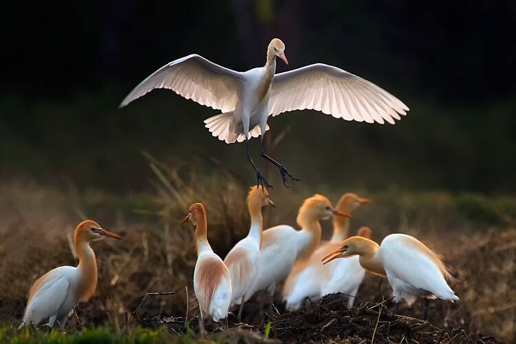 Thale Noi Waterfowl Park