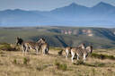 Gondwana Game Reserve