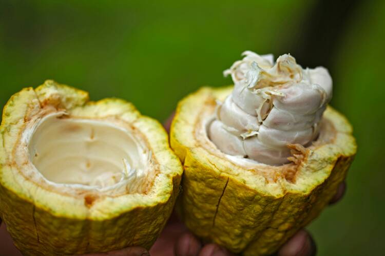 Coffee and chocolate tour, Costa Rica
