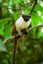 Pied Tamarin