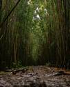Pīpīwai Trail--Bamboo Forest