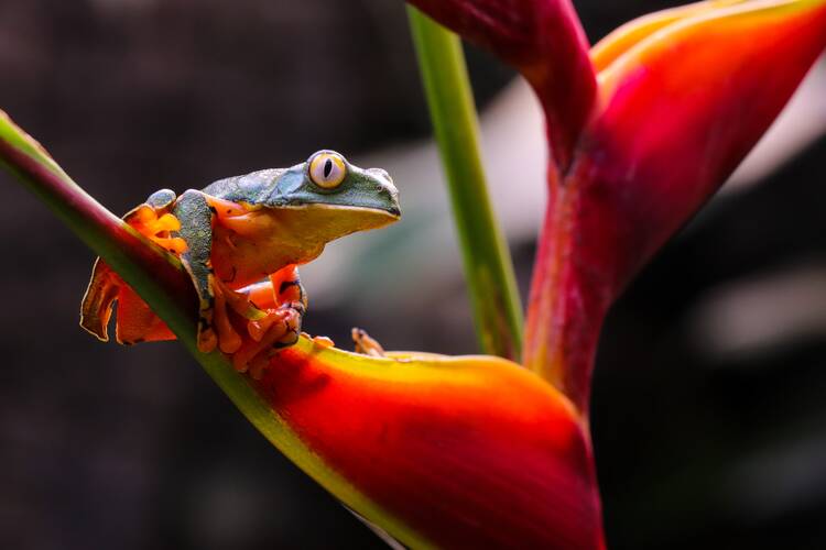 Costa Rica frog