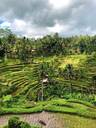 Tegalalang Rice Terrace