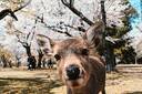 Deer, Nara Park