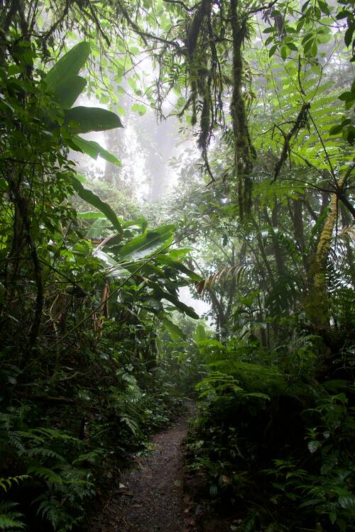Costa Rica Jungle Ft