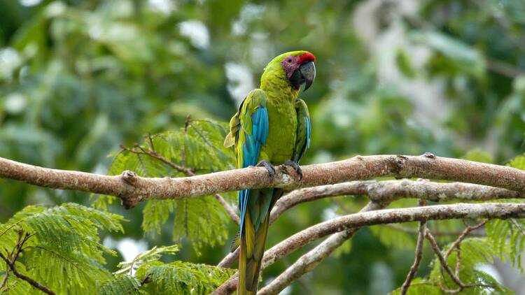 Turrialba bird - Hotel Villa Florencia