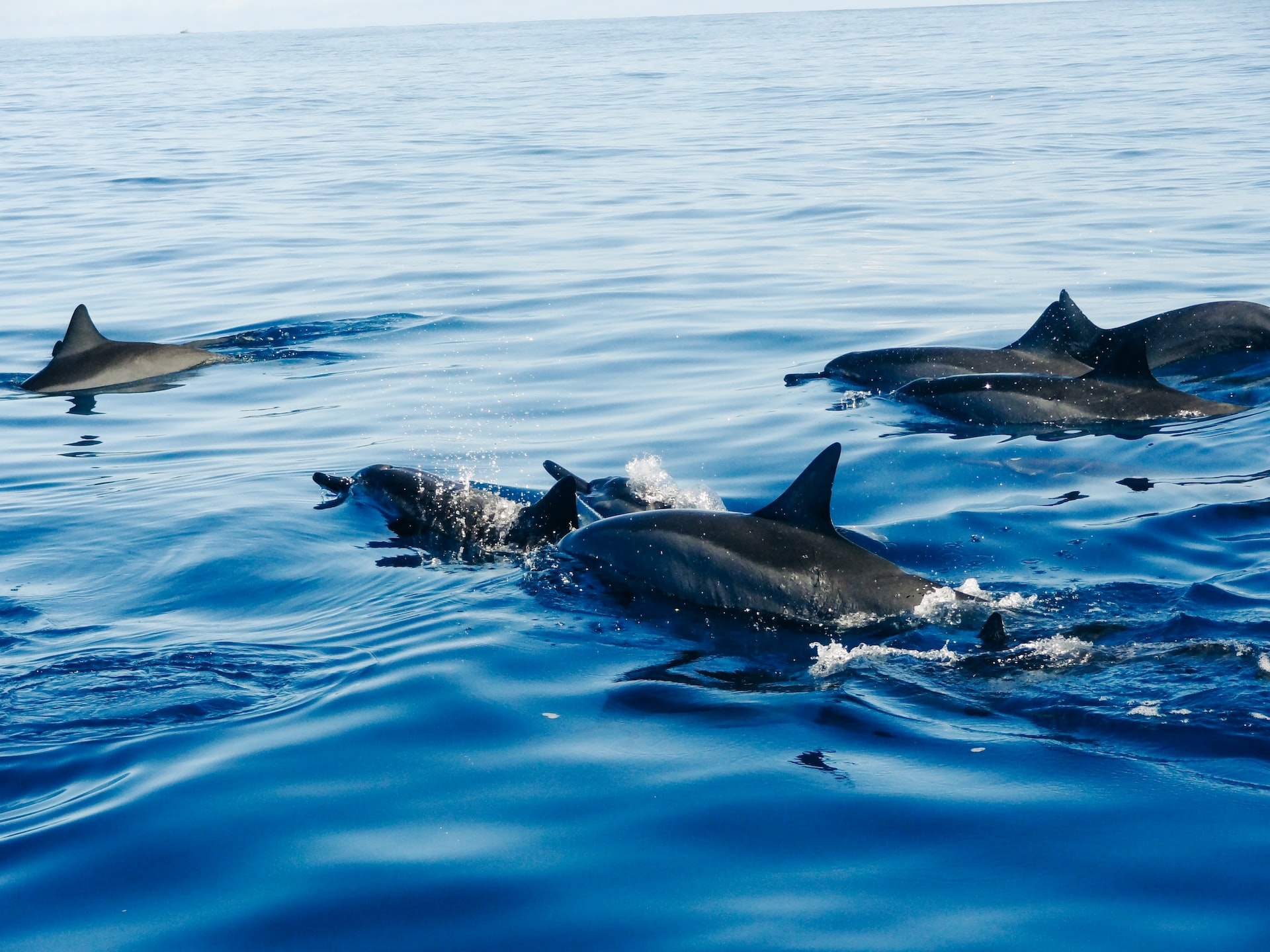 5 Day Swimming with Dolphins & Yoga Retreat on The Red Sea, Egypt