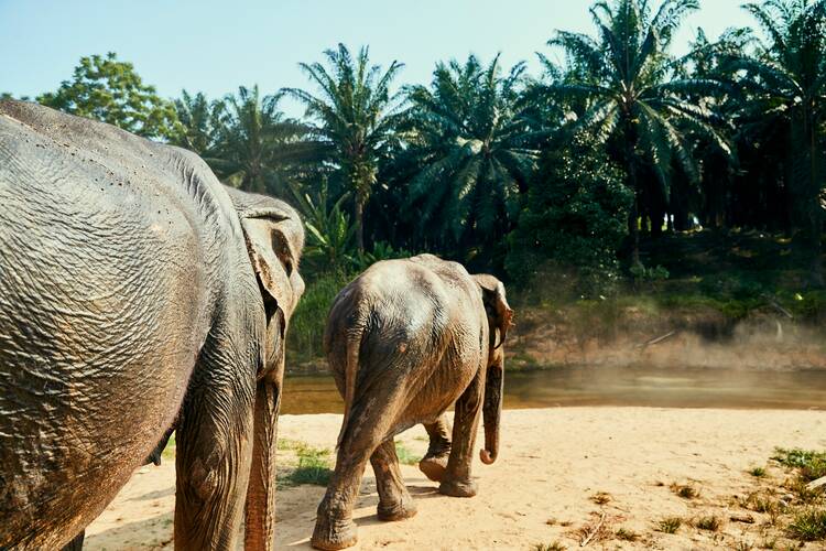 Elephant sanctuary, Phuket