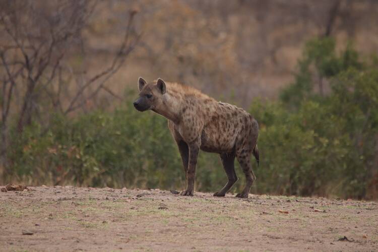 Hyena