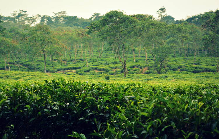 Wonosari Tea Plantation, Java
