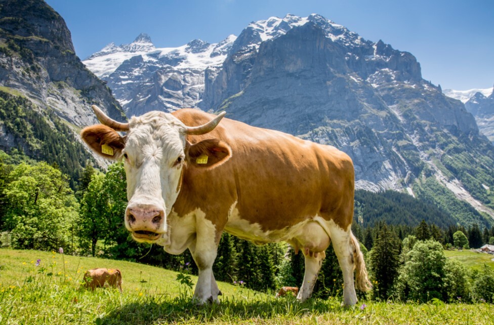 Cow in Wengen