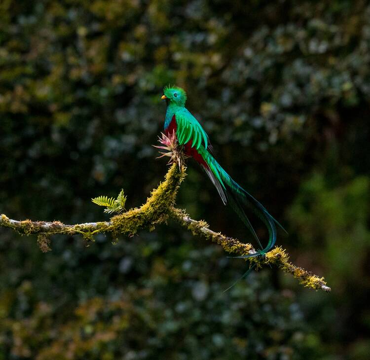 Quetzal Costa Rica