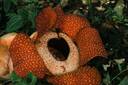 Rafflesia