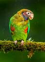 Parrot