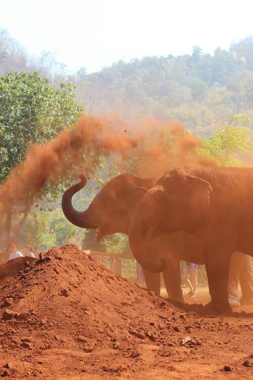 Elephant Sanctuary Thailand