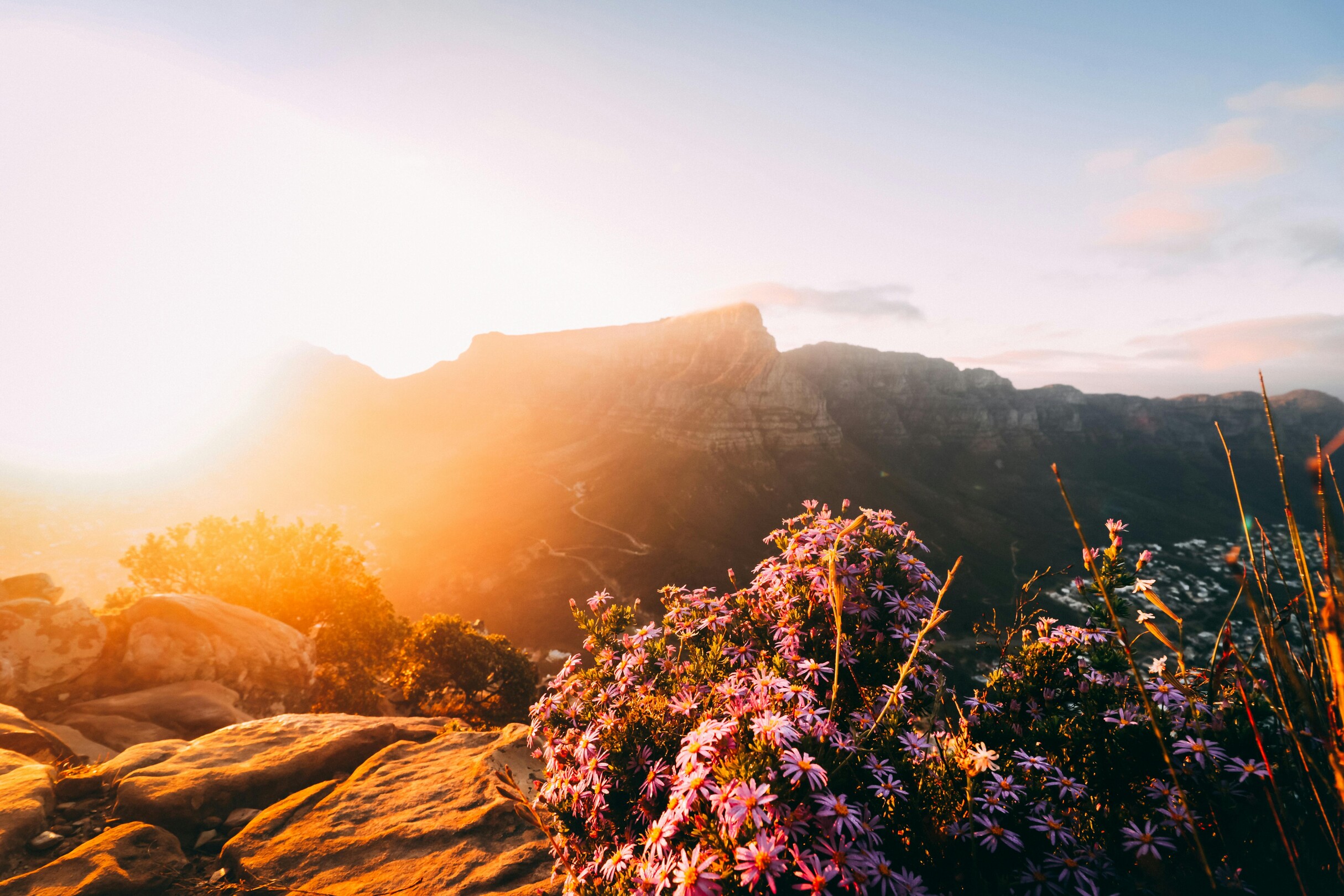 Cape Town flowers with a view - featured