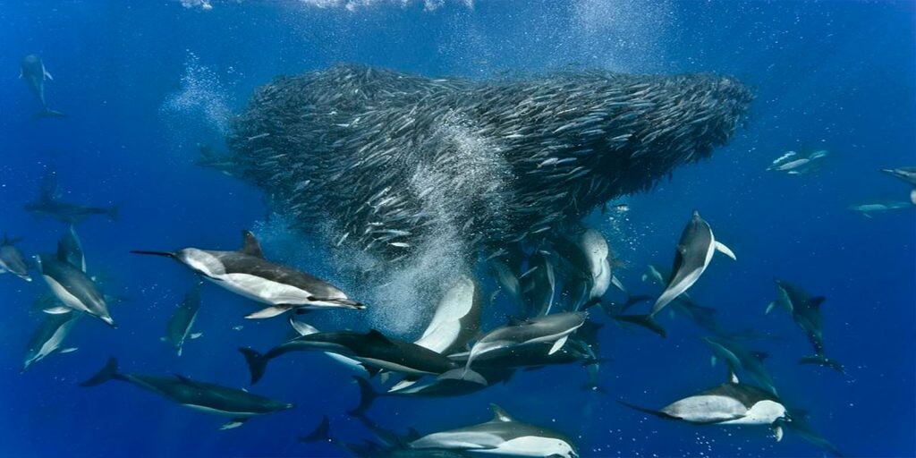 Sardine Run South Africa