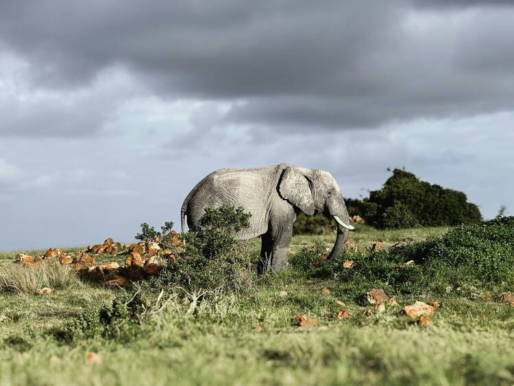 Gondwana Game Drive