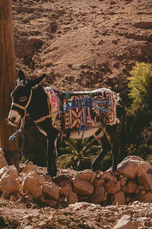 Morocco mule - featured