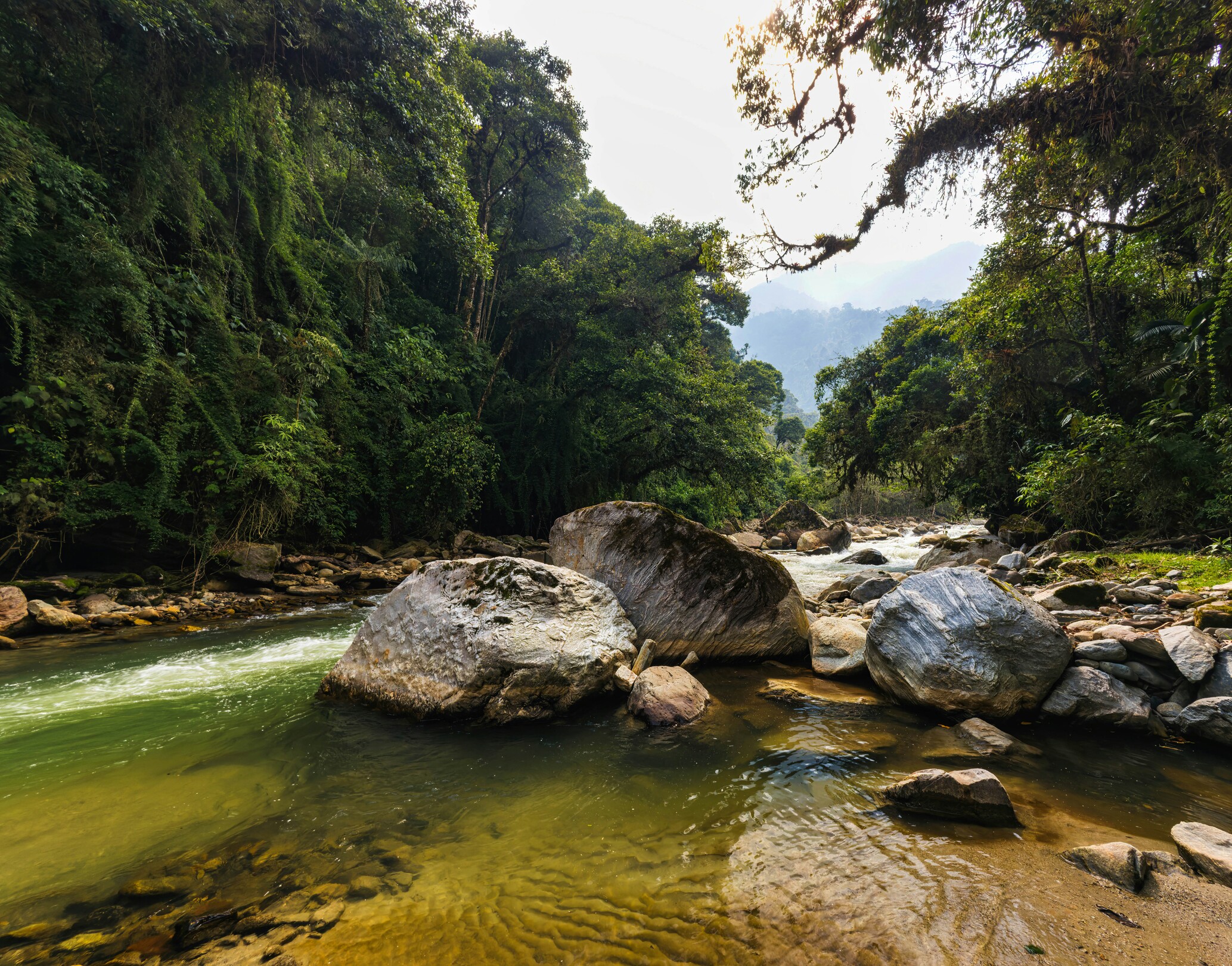 Amazon Rainforest, Ecuador feature
