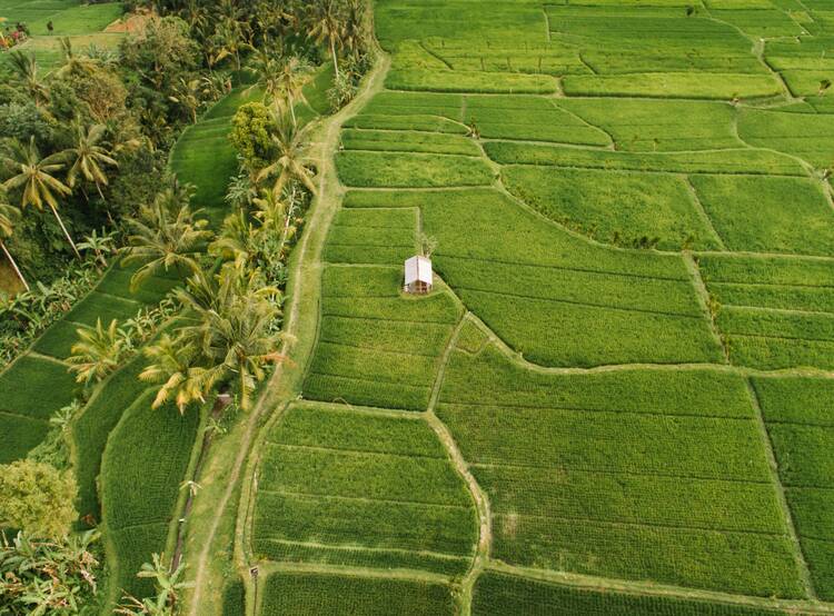 Ubud hello