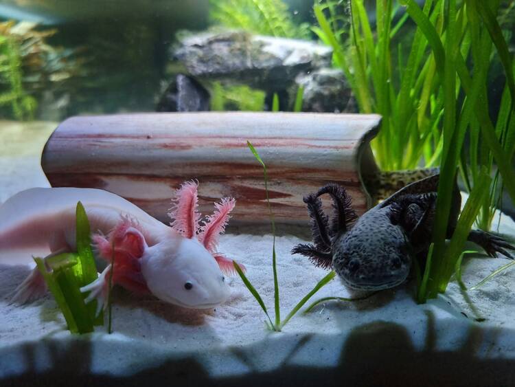 Axolotl center