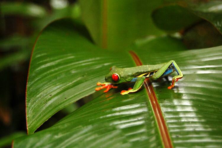 Arenal - frog