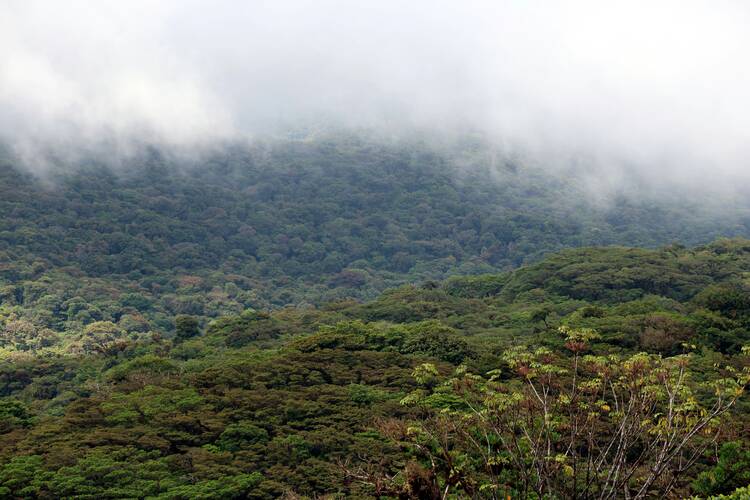 Monteverde Cloud Forest Reserve hike