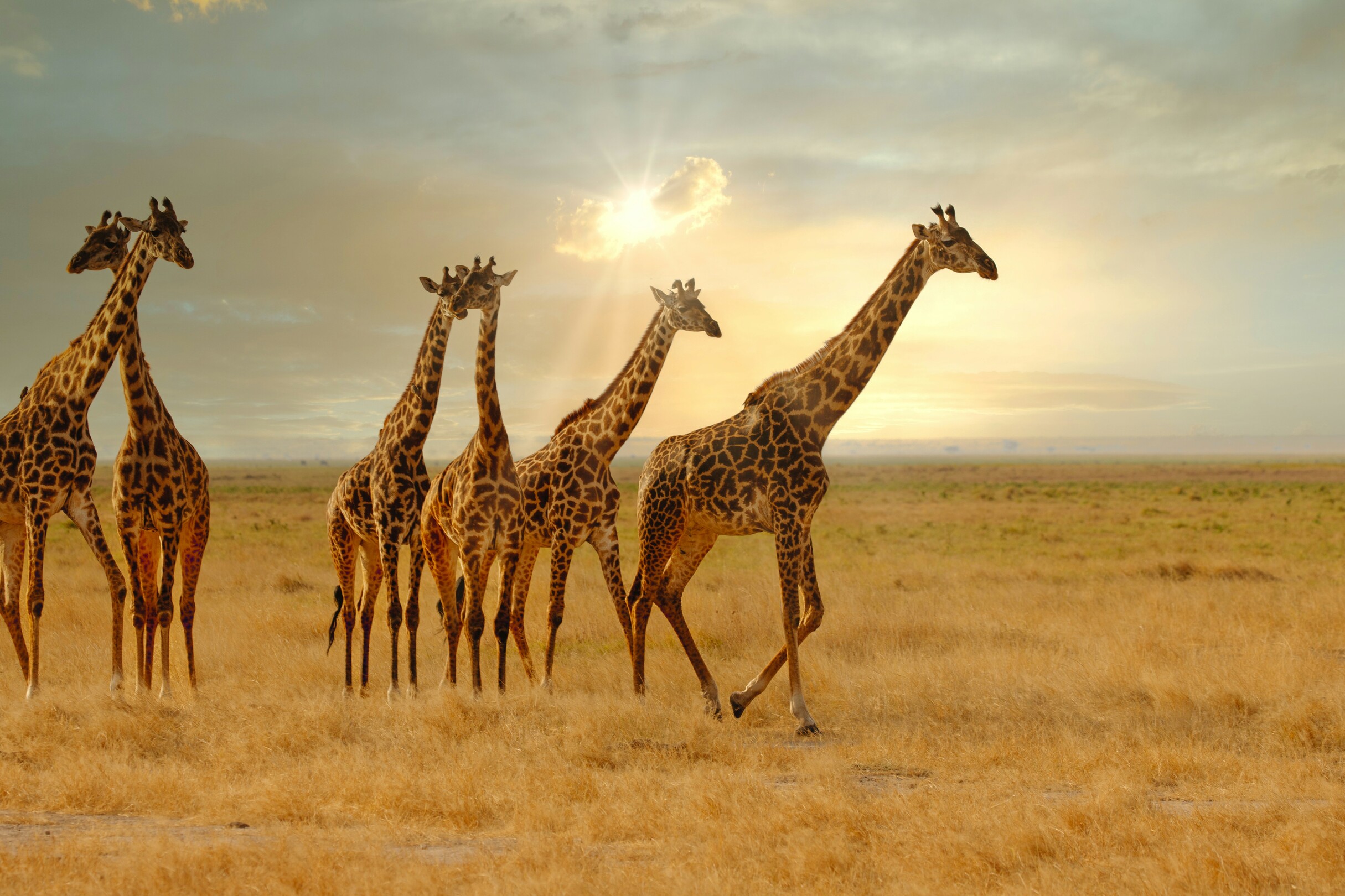 Giraffes in Serengeti National Park Tanzania feature