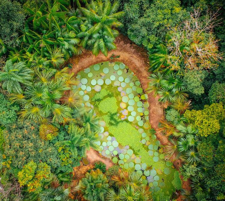 Amazonas