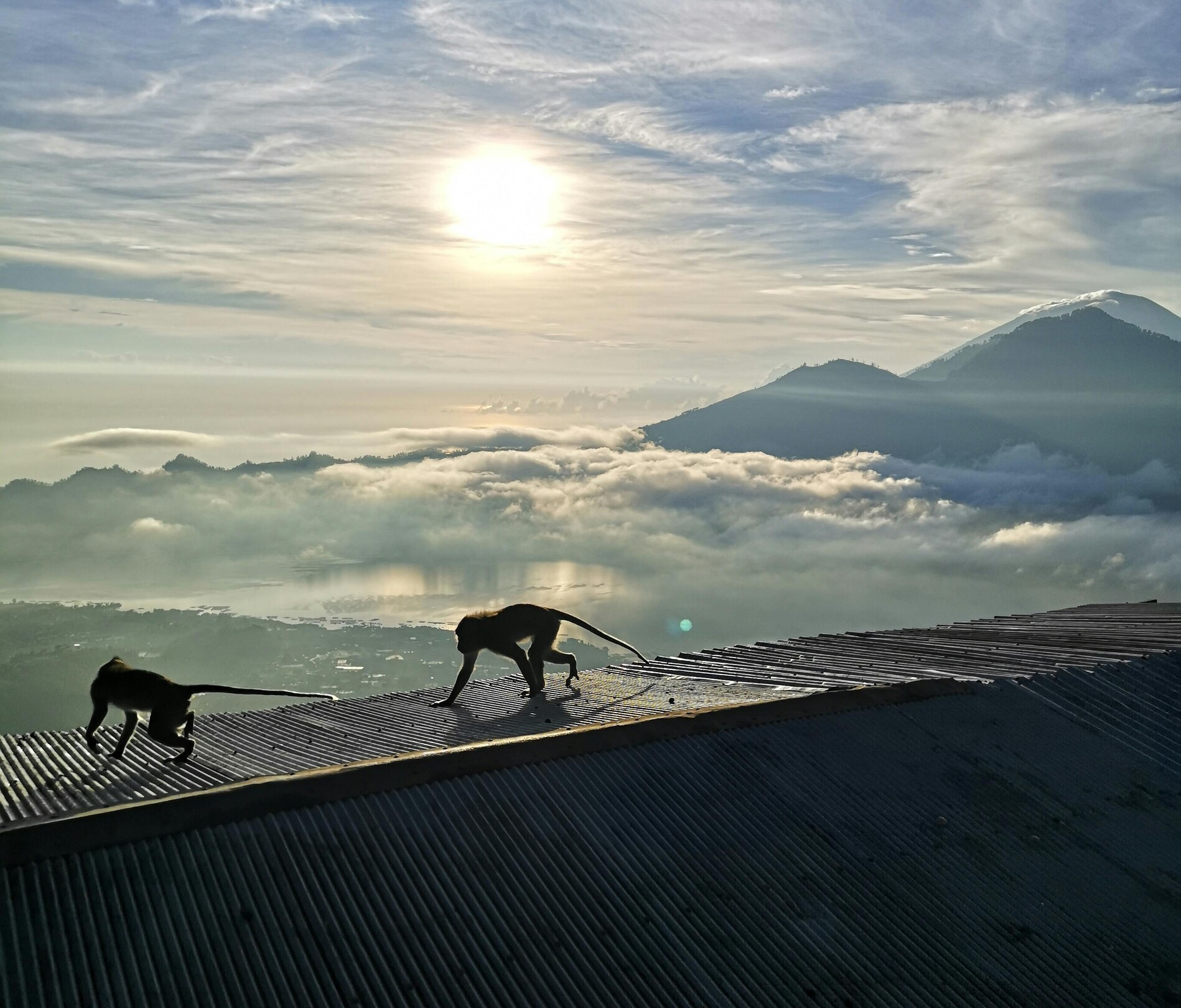 Kintamani monkeys - featured