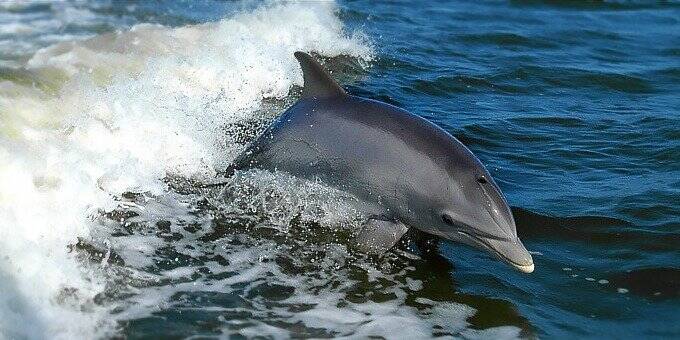 Photo via Enter Costa Rica dolphin watching