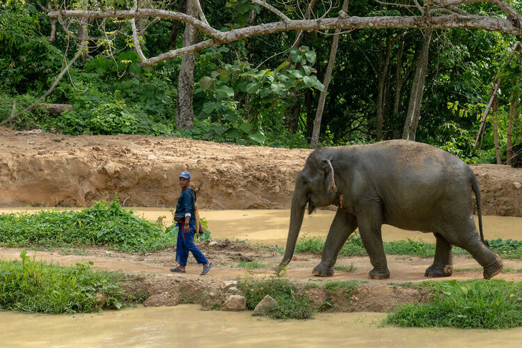 Photo by Kolin, Elephant Sanctuary