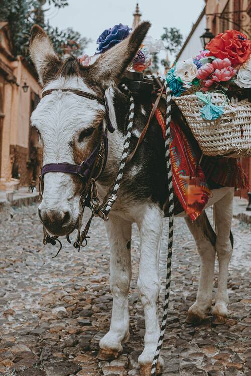 San Miguel de Allende