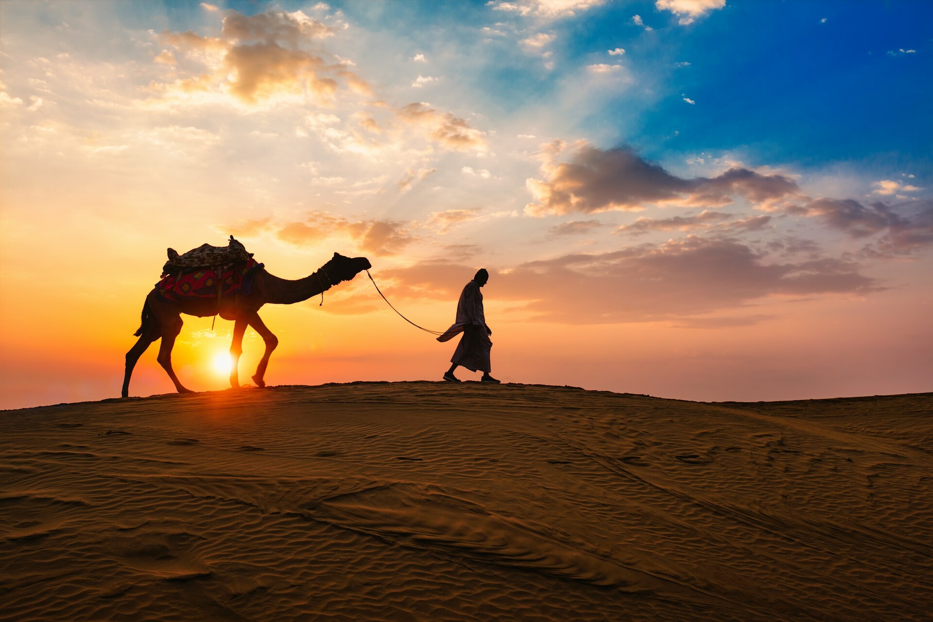 Camel in the desert