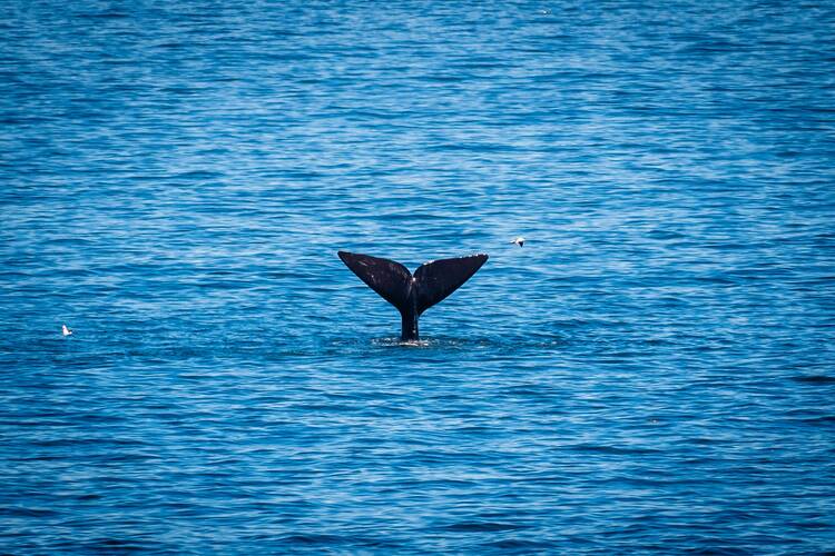 Hermanus whale