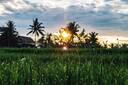 Ubud Paddy