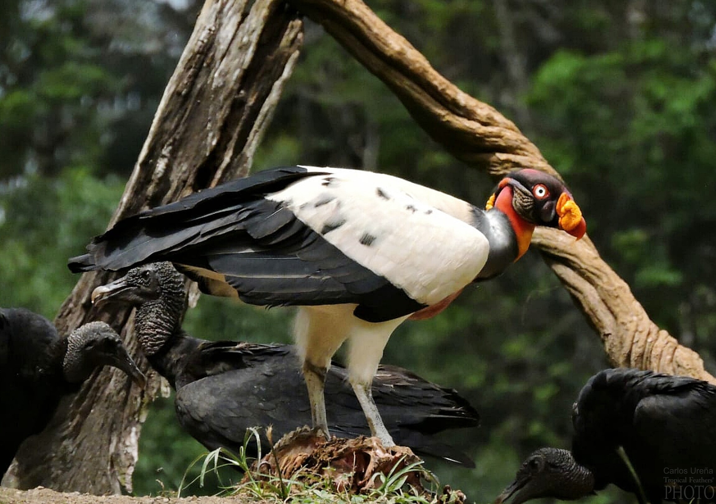 King vulture - featured