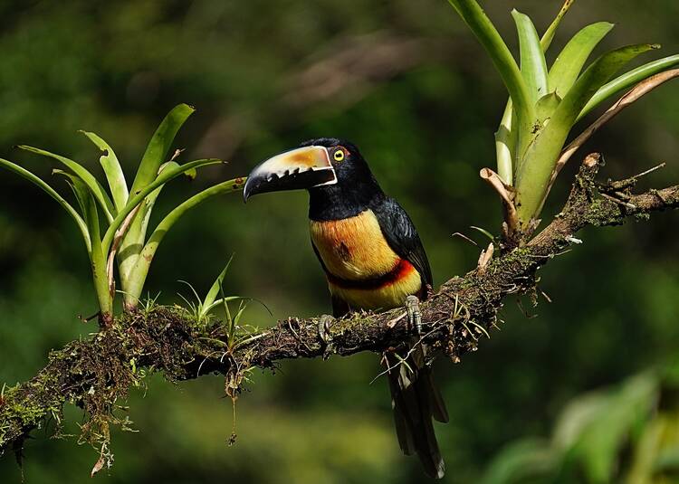 Costa Rica wildlife
