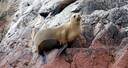 Ballestas Islands