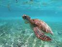 Add-on: Village visit & swim with the sea turtles