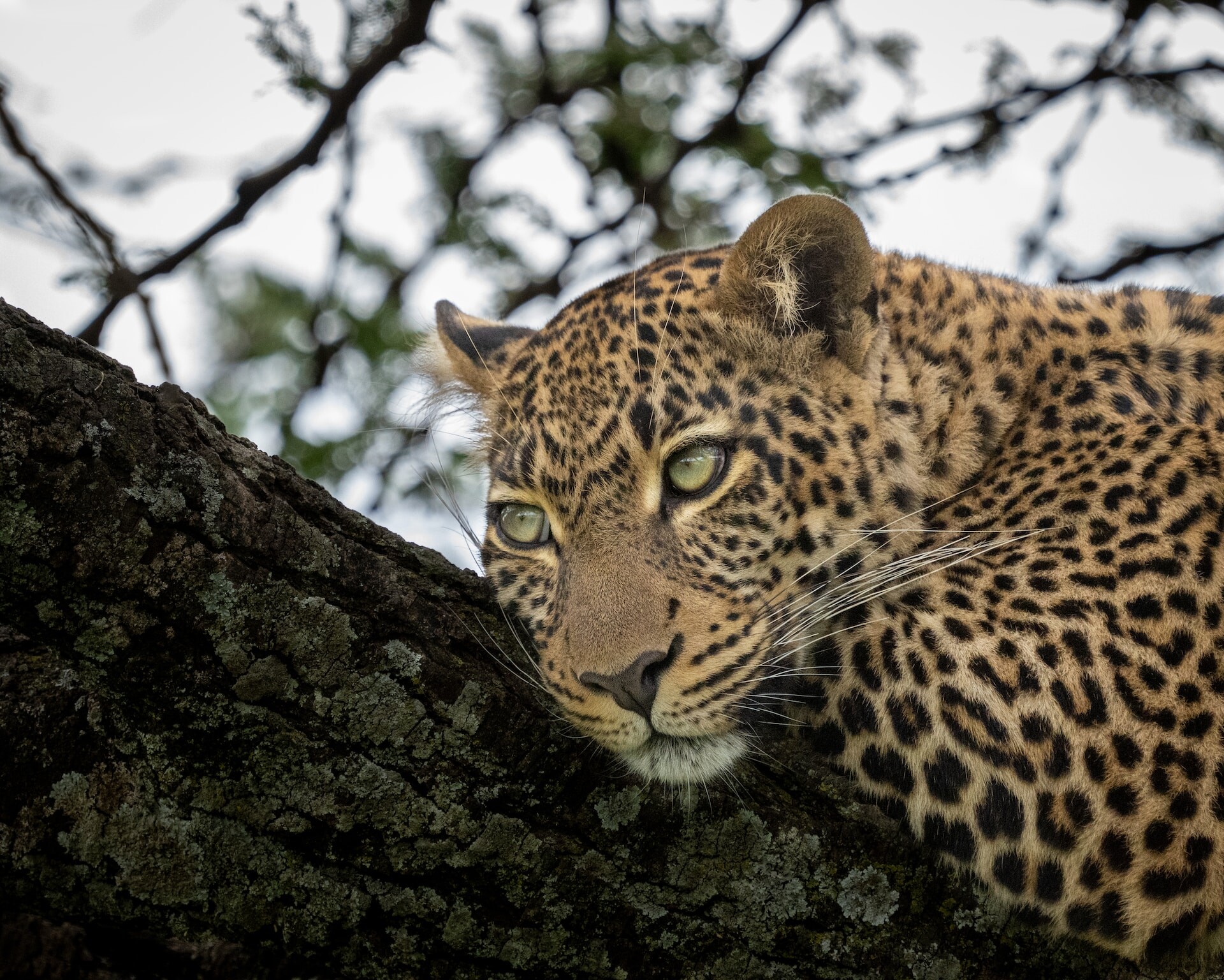 Cheetah - Maasai Mara National Reserve