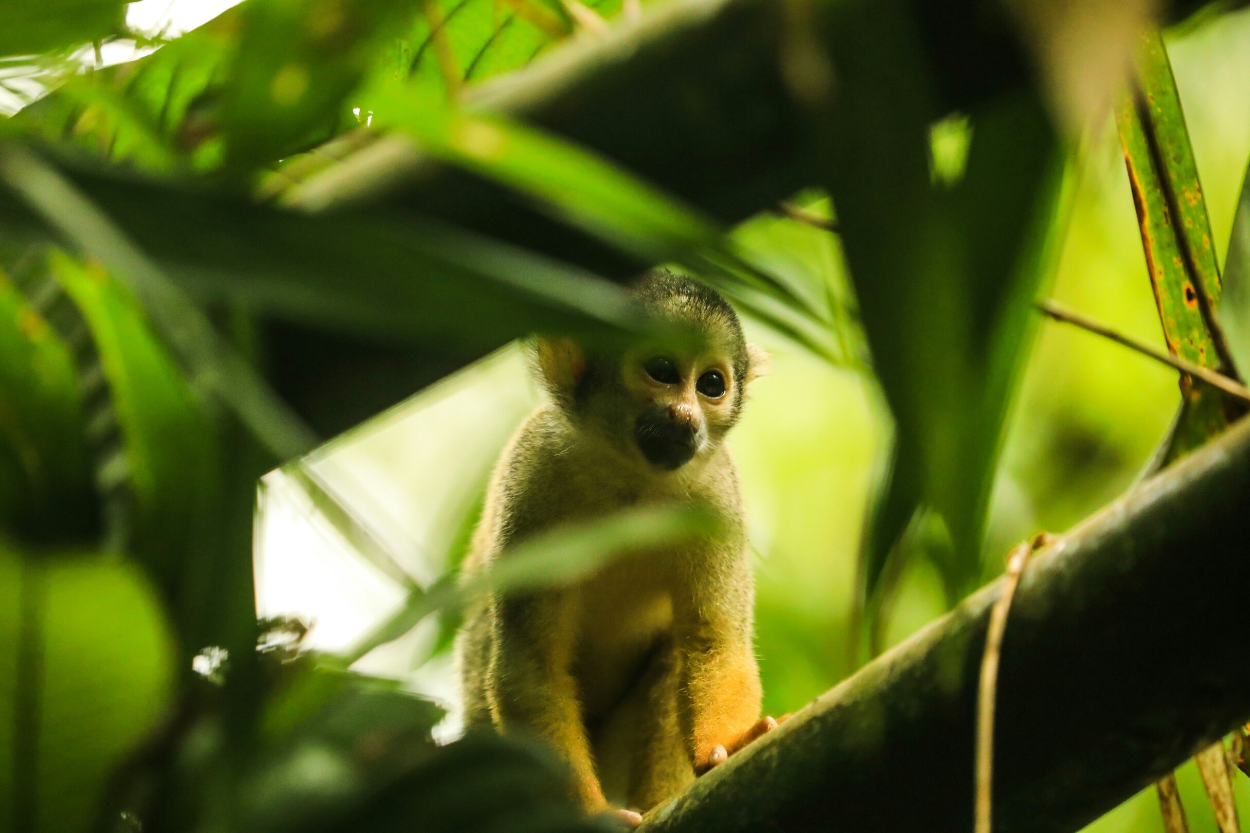 Amazon forest Peru