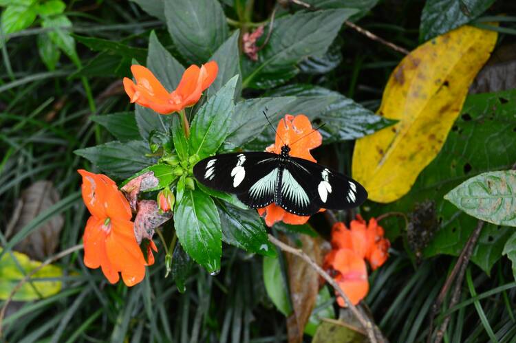 Butterfly in Arenal