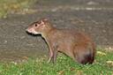 Costa Rica Agouti