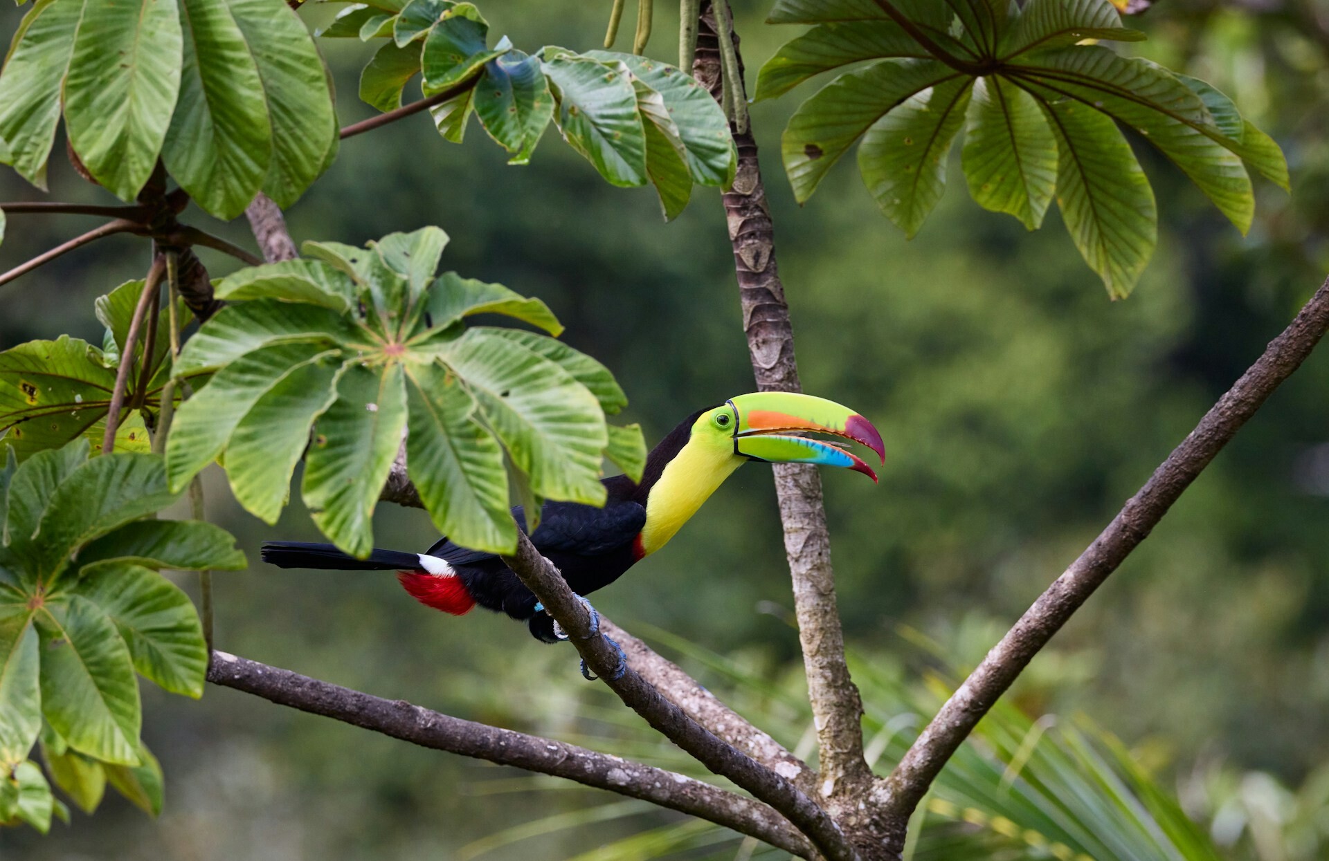 Toucan in Costa Rica