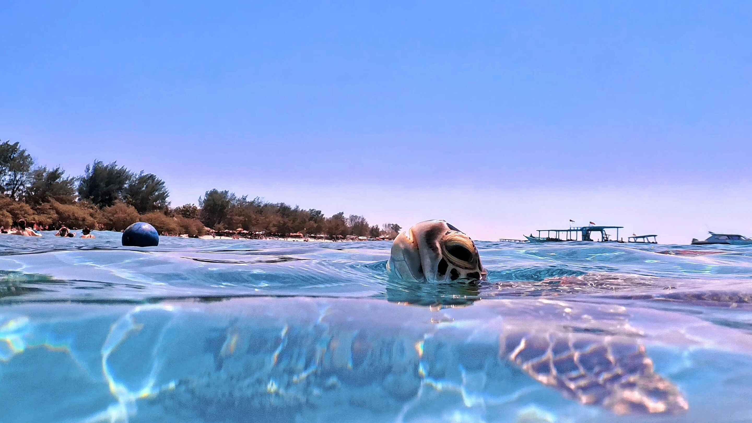 Gili Trawangan turtle - featured