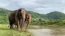 elephant nature park chiang mai