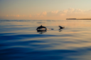 Dolphins at sunset