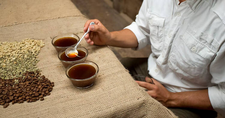 Aquiares Coffee Costa Rica